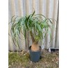 Beaucarnea recurvata, L-suurus