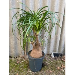 Beaucarnea recurvata, L-suurus