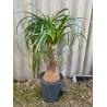 Beaucarnea recurvata, L-suurus