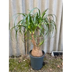 Beaucarnea recurvata, L-suurus