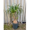 Beaucarnea recurvata, L-size