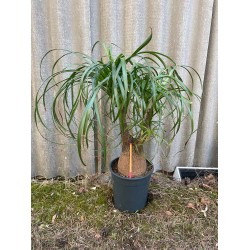 Beaucarnea recurvata, L-suurus