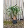 Beaucarnea recurvata, L-size