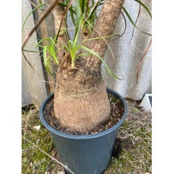 Beaucarnea recurvata, L-size