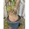 Beaucarnea recurvata, L-suurus