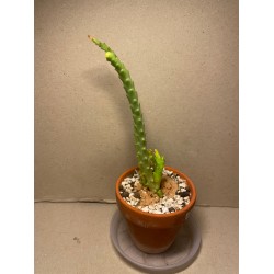Orbea variegata