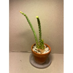 Orbea variegata