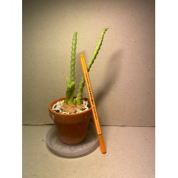 Orbea variegata