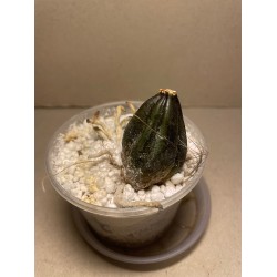 Stanhopea connata (back bulb)