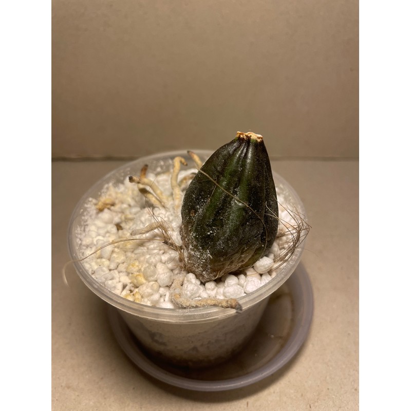 Stanhopea connata (back bulb)