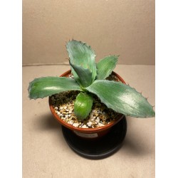 Agave colorata