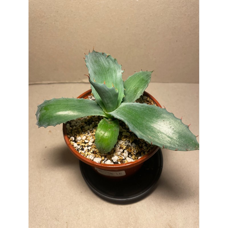 Agave colorata