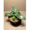 Agave colorata