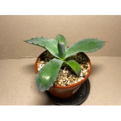 Agave colorata