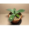 Agave colorata