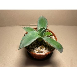 Agave colorata