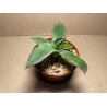 Agave colorata