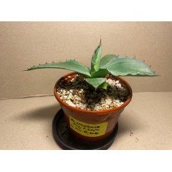 Agave colorata