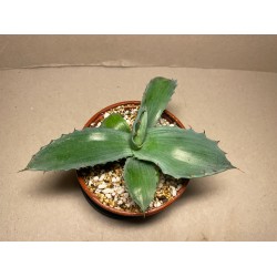Agave colorata