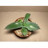 Agave colorata
