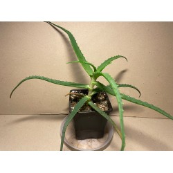 Aloe arborescens variegata