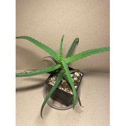 Aloe arborescens variegata