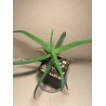 Aloe arborescens variegata