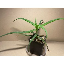 Aloe arborescens variegata
