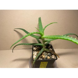 Aloe arborescens variegata