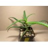 Aloe arborescens variegata