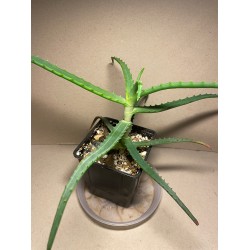 Aloe arborescens variegata