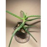 Aloe arborescens variegata