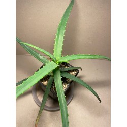 Aloe arborescens variegata