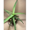 Aloe arborescens variegata