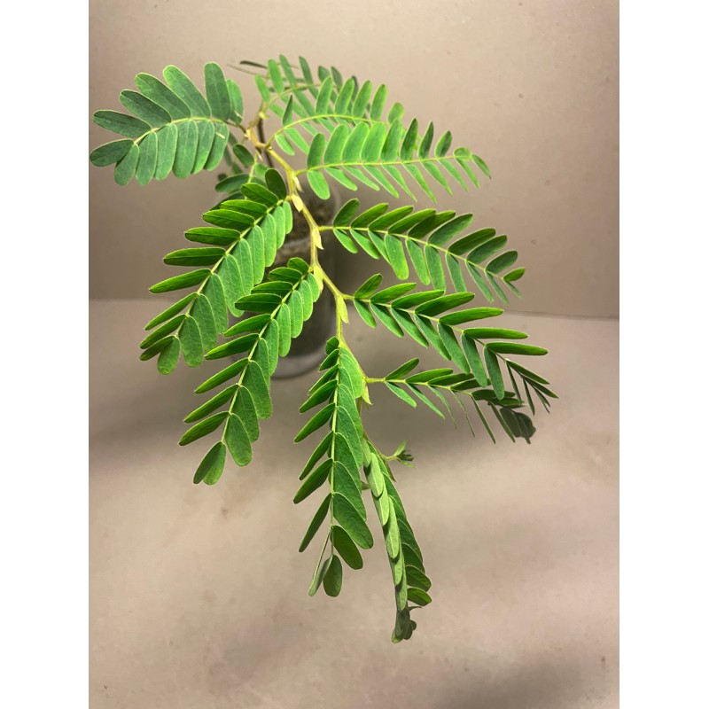 Tamarindus indica
