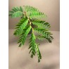 Tamarindus indica