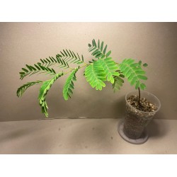 Tamarindus indica