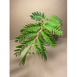 Tamarindus indica