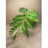 Tamarindus indica