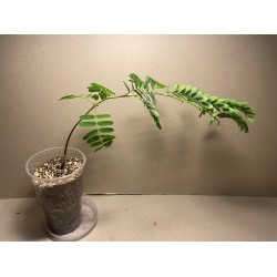 Tamarindus indica