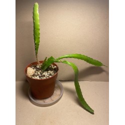 Disocactus x jenkinsonii