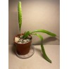 Disocactus x jenkinsonii