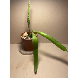 Disocactus x jenkinsonii