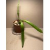 Disocactus x jenkinsonii