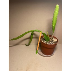 Disocactus x jenkinsonii