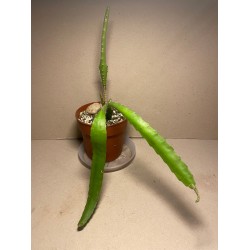 Disocactus x jenkinsonii