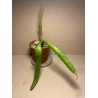 Disocactus x jenkinsonii