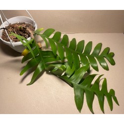 Epiphyllum chrysocardium