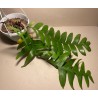 Epiphyllum chrysocardium. Toataimed. Taimepood.