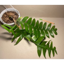 Epiphyllum chrysocardium. Toataimed. Taimepood.